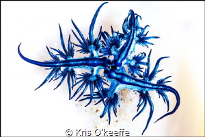 Glaucus Atlanticus by Kris O'keeffe 